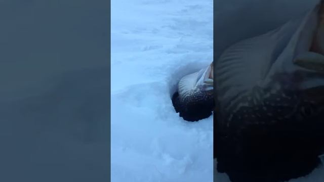 Рыбалка в Башкортостане.Аслыкуль. смотреть онлайн