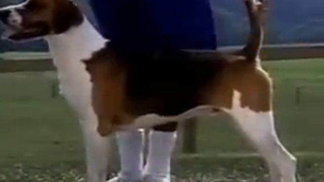 Pet4you.gr: English Foxhound - Chapter 1 смотреть онлайн