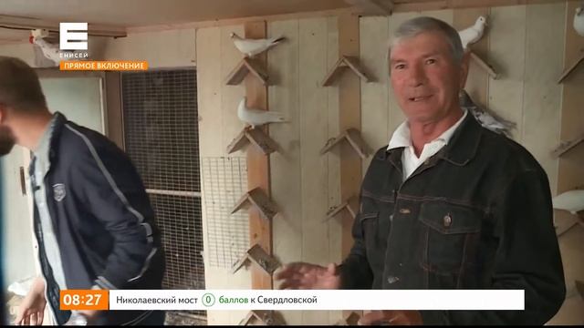 Прямое включение. Как устроена голубятня смотреть онлайн