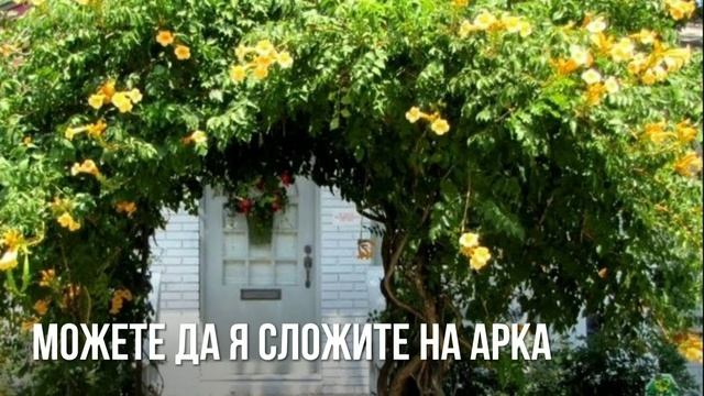 Зимоустойчива Текома /Кампсис/! Campsis Radicans  !