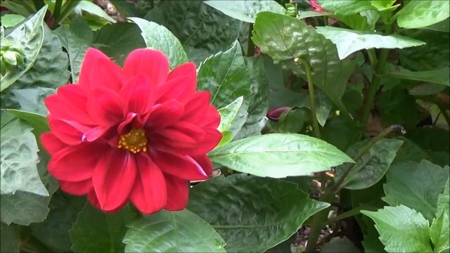 Санкт- Петербург "Юсуповский сад. Сентябрь 2016" Прогулки по Петербургу смотреть онлайн