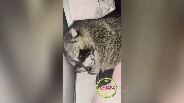 1 причина не заводить енота ! смотреть онлайн