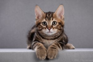 Котик золотой мраморный КОРОТКОшёрстный, родился 21.08.22, готов к переезду.