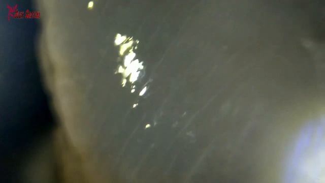 Гороховая плодожорка в увеличении | Такого вы точно не видели смотреть онлайн