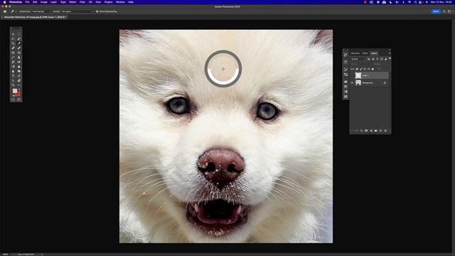 Tips for Drawing White Fur in Coloured Pencil | Top Tips смотреть онлайн