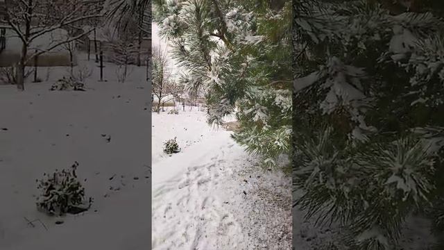 Зима в Беларуси,мои стихи. смотреть онлайн