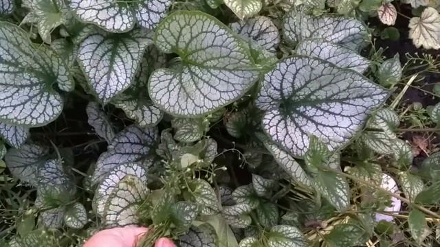 Брунера після цвітіння смотреть онлайн