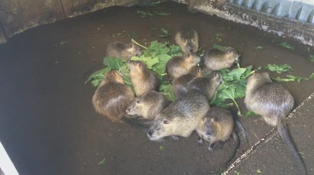 ЗАЧЕМ МНЕ НУТРИИ смотреть онлайн