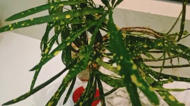 My water croton plants collection |#shakisworld смотреть онлайн