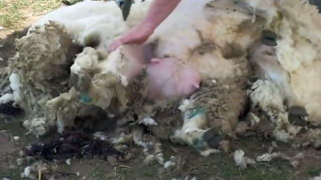 kapper voor schapen или стрижка овцы смотреть онлайн