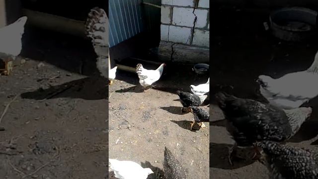 Захромала курица,нужет совет. смотреть онлайн