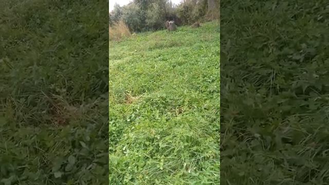 Хт 244 фрезуем под посев травы смотреть онлайн