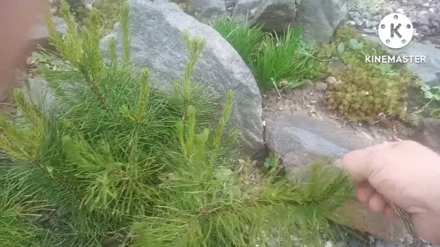 Обзор хвойных и их молодых приростов. Часть 1. смотреть онлайн