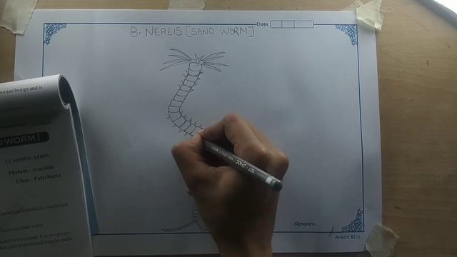 #Intermediate #120  Zoology Practical Record. How To Draw Nereis (sand ? Worm).