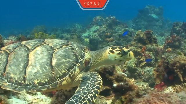Ocule Video Purifier (HDMI Video Processor) by Salt смотреть онлайн