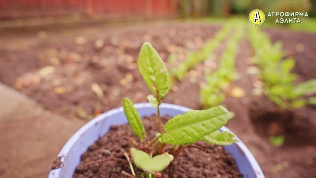 Огород под зиму. Выращивание зеленных и пряно-вкусовых культур в горшке. смотреть онлайн