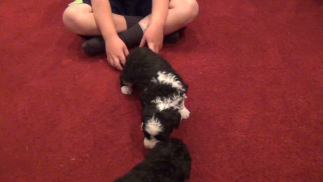 Male Curly Puppy Black with White, Bo смотреть онлайн