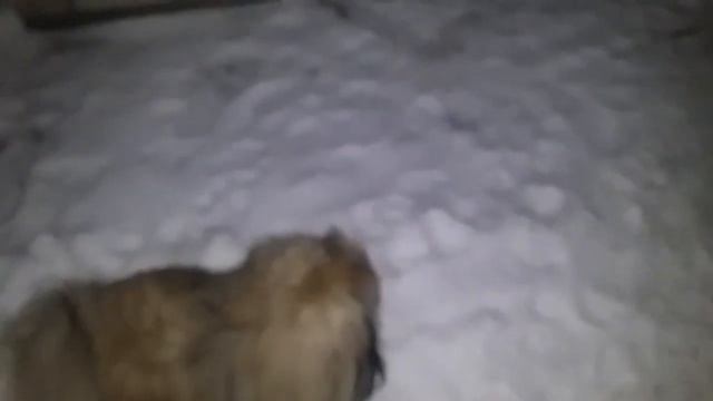 Как распознать глистов, и какие лекарства помогут от них избавиться. смотреть онлайн