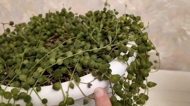 КРЕСТОВНИК РОУЛИ УХОД смотреть онлайн