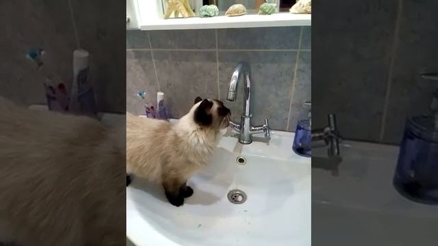 Как умеют пить кошки из под крана. Кошка Балинез. смотреть онлайн