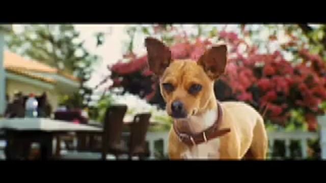 The First BEVERLY HILLS CHIHUAHUA MOVIE REVIEW on YouTube смотреть онлайн