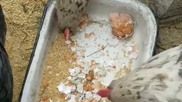 Яичная скорлупа курам несушкам смотреть онлайн