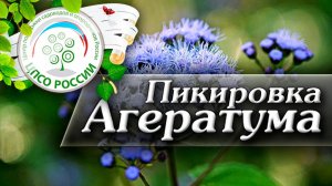 Пикировка Агератума. Как пересадить сеянцы Агератума.