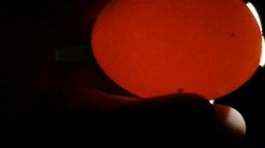 Овоскопирование куриных яиц на 6 и 11 день. Неоплодное яйцо и с кровяным кольцом.
