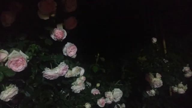 Ночная красавица (Пьер Де ронсар) смотреть онлайн