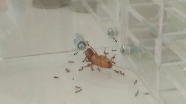 Муравьиная ферма : переселение муравьёв Pheidole Noda в формикарий куб