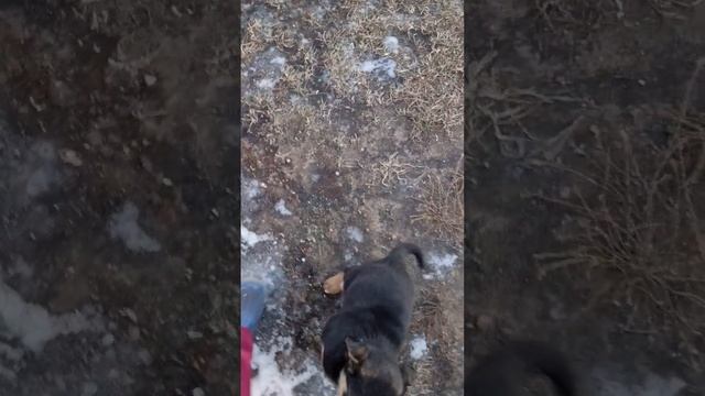 маленькая жизнь маленькой собаки #щенок смотреть онлайн