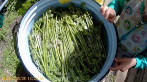 Собираем и солим папоротник