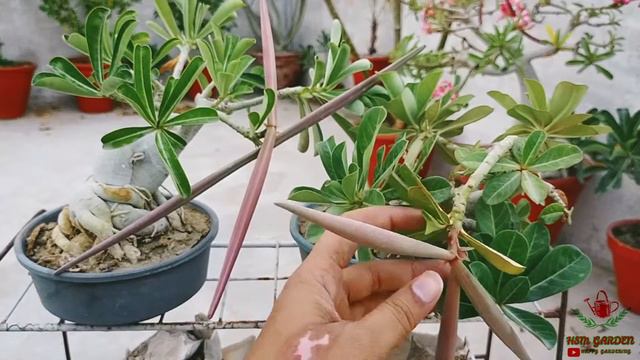 Adenium Bonsai Care And Tips | Bonsai | HSM GARDEN смотреть онлайн