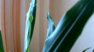 ПРОСТЫЕ СПОСОБЫ: ЧТО СДЕЛАТЬ, ЧТОБЫ ДРАЦЕНА ИМЕЛА КРАСИВЫЕ ЛИСТЬЯ