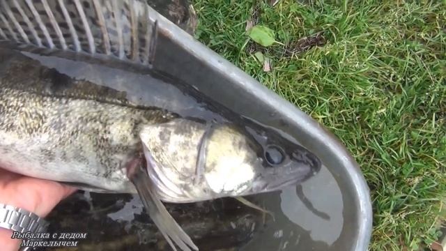 Трейлер канала " Рыбалка с дедом Маркелычем" смотреть онлайн