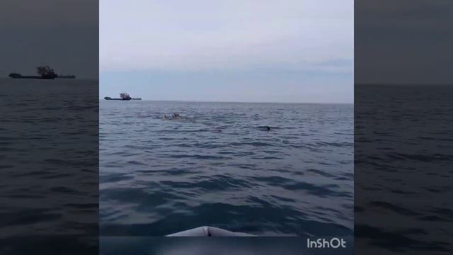 Сивучи, они же морские львы... Как это было смотреть онлайн