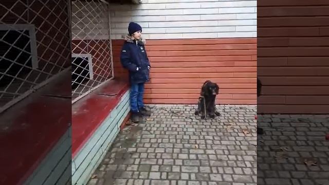 Dogs Trainig! Дрессировка собак на выдержку, команды "сидеть +ждать"! смотреть онлайн
