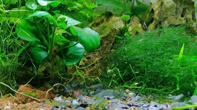 Feeding microrasbores erythromicron and shrimp with artemia смотреть онлайн