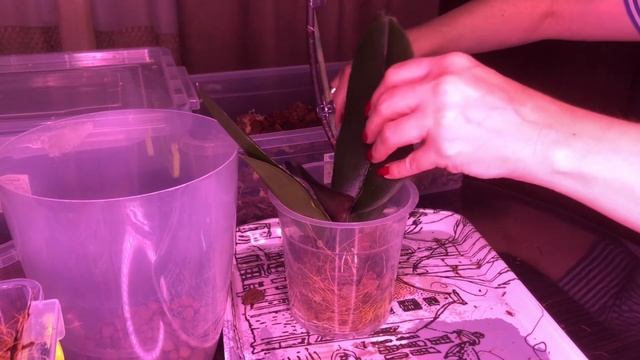 Орхидея без корней размещаем в посадку (часть 3 ) смотреть онлайн