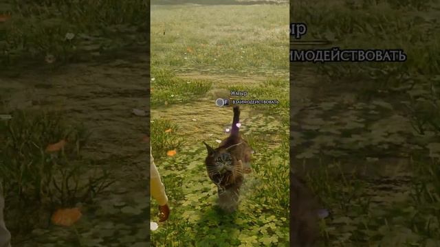 Что Будет Если Приручить Жмыра в Хогвартс Легаси? #kotsplay #видеоигры #HogwartsLegacy смотреть онлайн