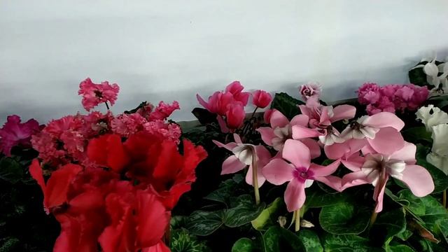 Cyclamen persicum. Цикламен (Cyclamen) Цветение 2021 г. смотреть онлайн