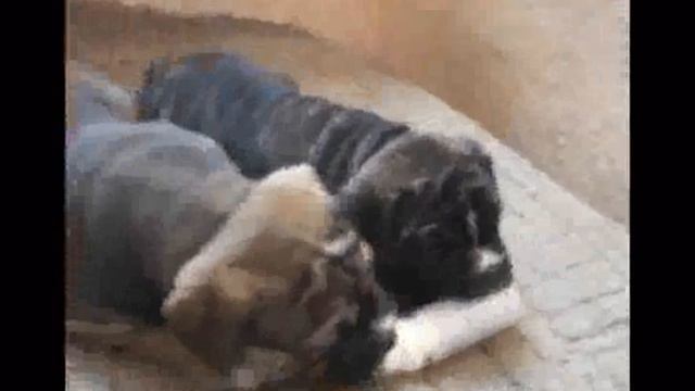 Щенки Ка Де Бо и Амбуля