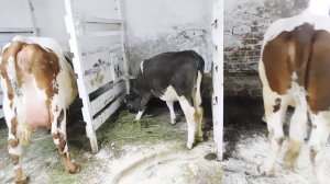 КОРОВА ТЕЛИТЬСЯ! ПРИЗНАКИ ОТЁЛА/ ОТЁК ВЫМЕНИ/ СВЯЗКИ ОКОЛО ХВОСТА/ ЧЕМ КОРМИТЬ И КАК ПОИТЬ КОРОВУ