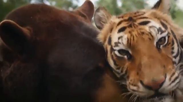 НЕВЕРОЯТНЫХ И НЕОБЫЧНЫХ ДРУЖБ ЖИВОТНЫХ смотреть онлайн