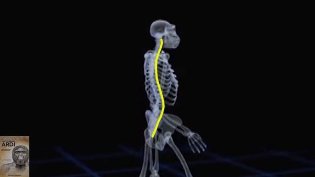 Ardipithecus Ramidus: Evidence for Evolution or Extinct Ape? (Short Version) смотреть онлайн