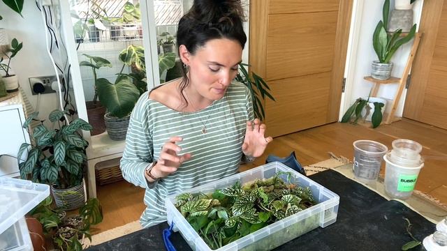 Long Houseplant To-Do's Vlog 🌱 Repot, Propagate + Chat With Me смотреть онлайн