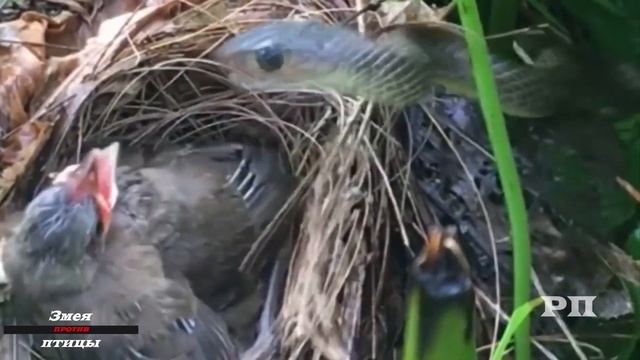 Змея проглотила собственный хвост - змея в деле! смотреть онлайн