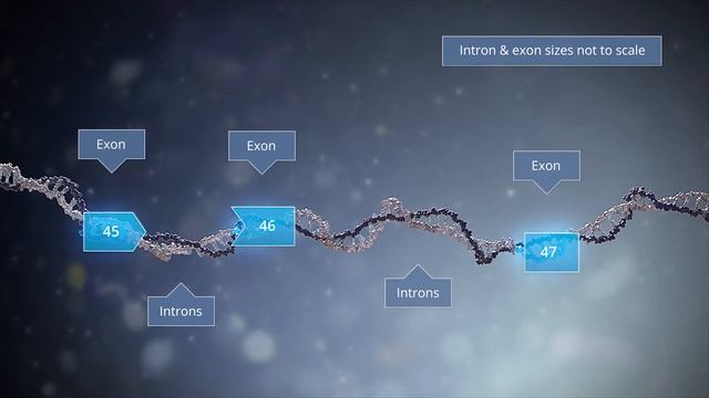 Duchenne Muscular Dystrophy (DMD) Mechanism of Disease смотреть онлайн
