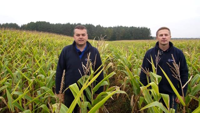 Влияет ли гербицидная прополка на формирование урожая? смотреть онлайн