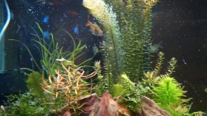 Бриллиантовая тетра (Moenkhausia pittieri)